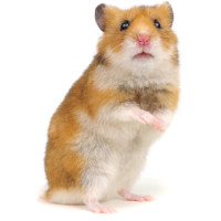 Pentru hamster