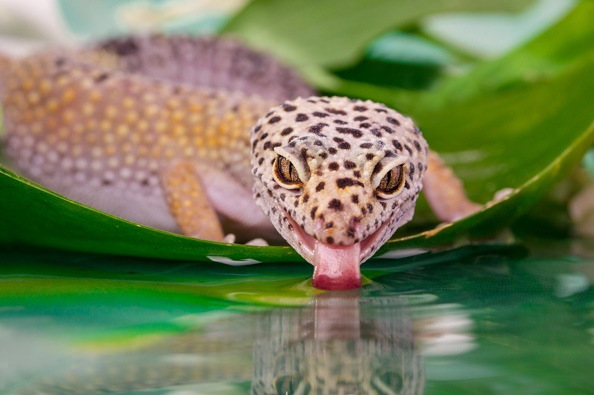 GECKO LEOPARD – BOLI, SIMPTOME ȘI METODE DE TRATAMENT