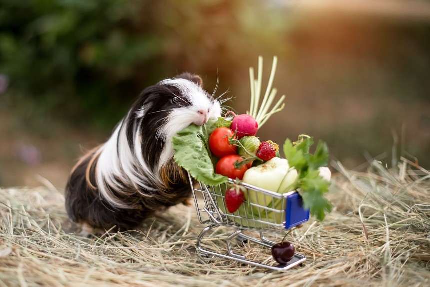 LEGUME PENTRU PORCUI DE GUINEA. Cobaii pot mânca dovlecei, roșii, ridichi?