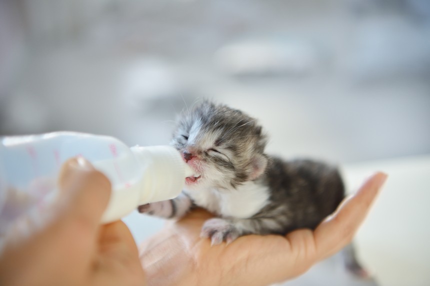 CU CE TREBUIE SĂ HRĂNIȚI O PISICĂ CARE RĂMĂNE FĂRĂ MAMA? RĂSPUNDEM!