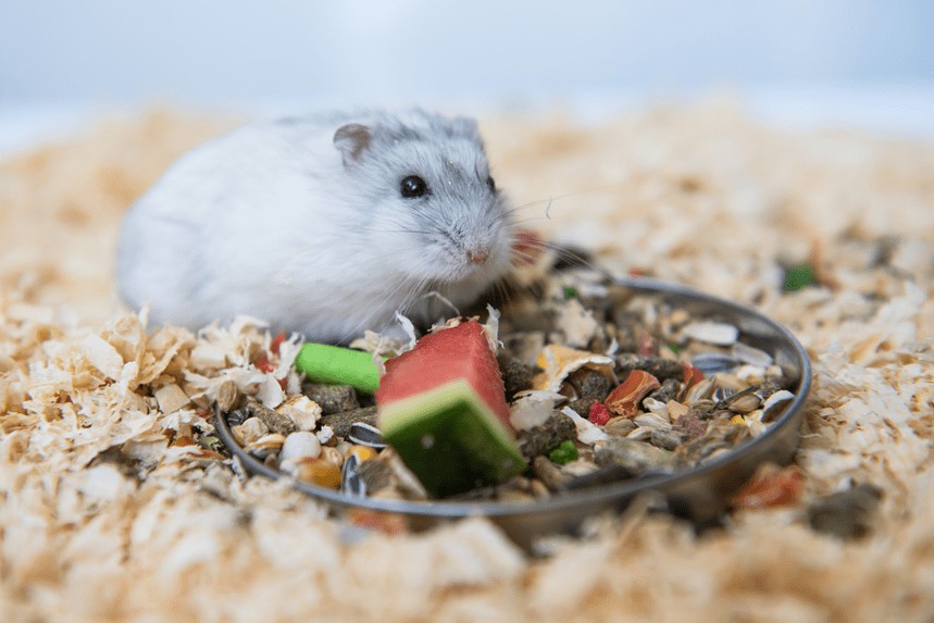 CE POATE MANCA UN HAMSTER JUNGAR? DIETA!