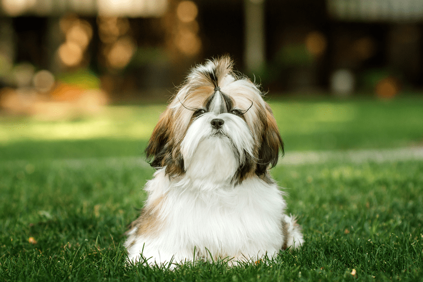 C INI SHIH TZU – TOT CE TREBUIE SĂ ȘTIȚI DESPRE EI