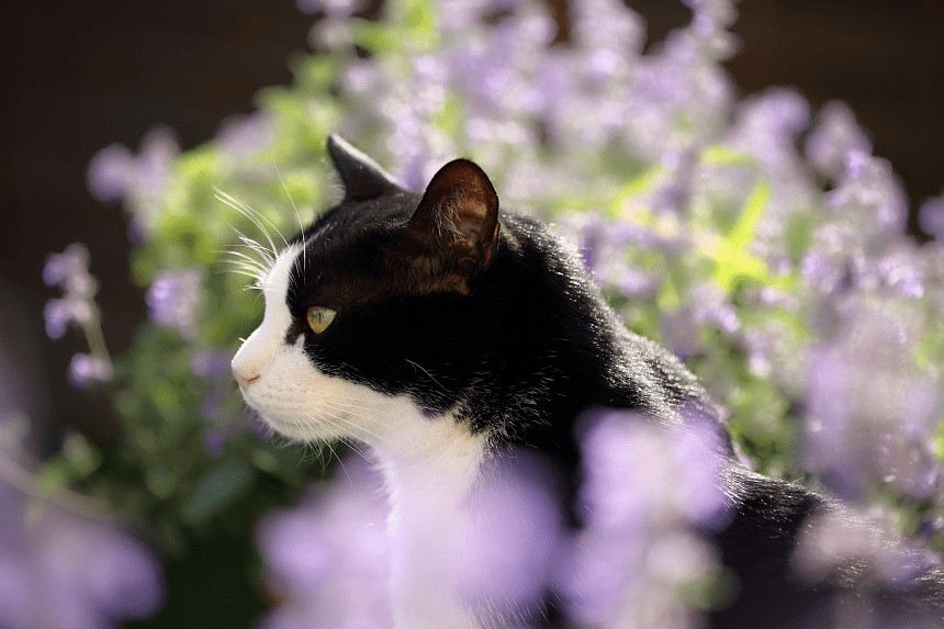 CE ESTE CATNIP? CUM AFECTEAZĂ PISICILE ŞI DE UNDE ÎL POT CUMPĂRĂ?