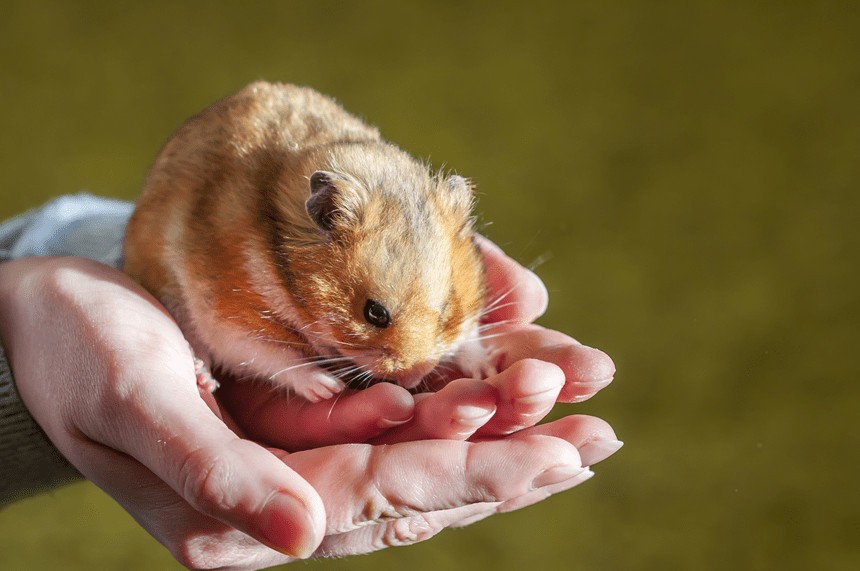 CE MANANCA UN HAMSTER SIRIAN? SUGESTIILE NOASTRE!