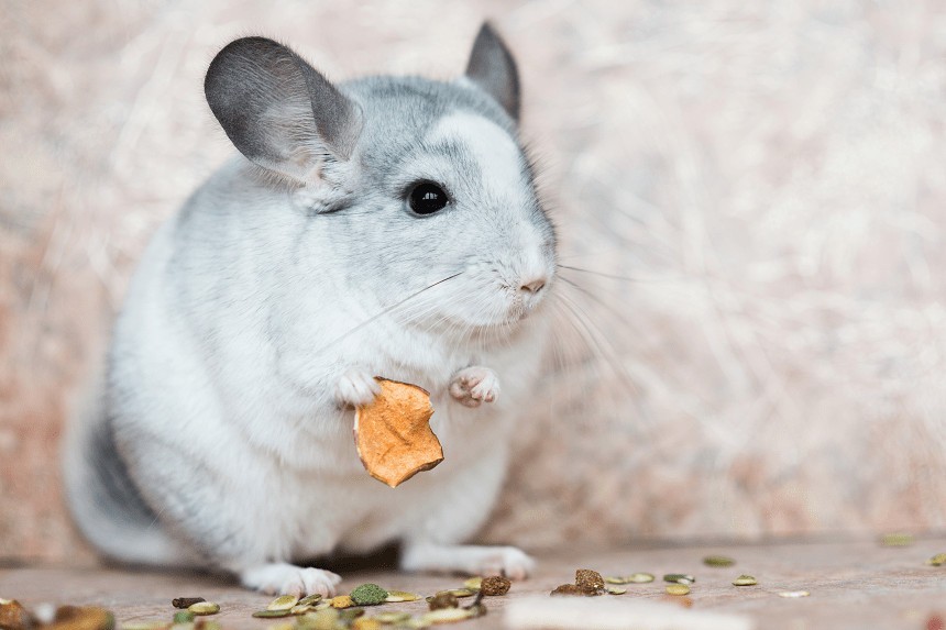 DIETA CORECTĂ PENTRU CHINCHILLA, SAU CE MĂNANCĂ DE FAPT CHINCHILLA?