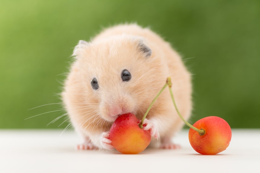 CE FRUCTE POATE MANCA UN HAMSTER? SA VERIFICAM!