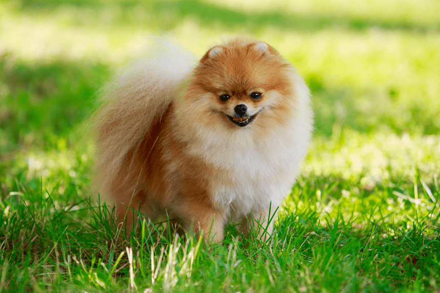 POMERANIAN, SAU SPITCH MINIATURAL – ALIMENTARE. CARE TREBUIE SA FIE DIETA SA?