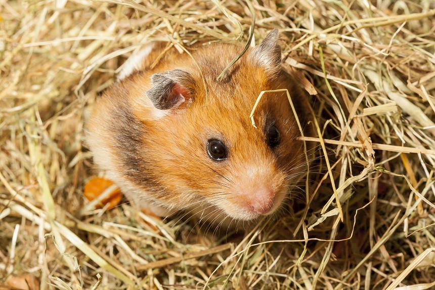 HAMSTERUL – BOLI CARE ATACĂ CEL MAI DES UN ANIMAL DE CASĂ MIC