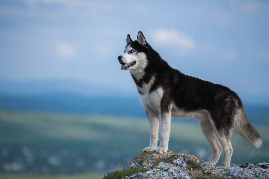 HUSKY SIBERIAN TOTUL DESPRE RASĂ, SECRETELE DE ÎNGRIJIRE