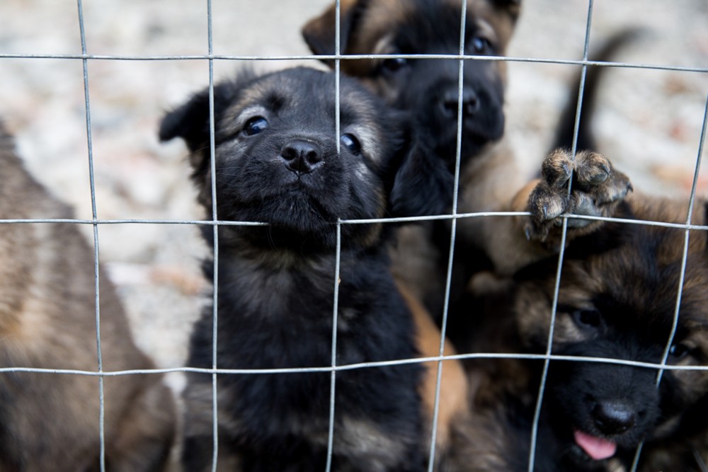 PSEUDO - CRESCATORIE – PROFIT PENTRU PROPRIETAR, DAUNA ANIMALELOR. Spune în sfârșit „STOP”!