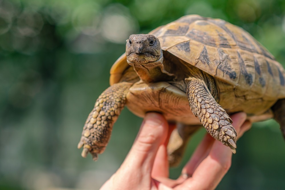 ȚESTOASA GREACA (TESTUDO HERMANNI) – CREȘTERE, APARIȚIE ȘI MEDIU DE VIATA