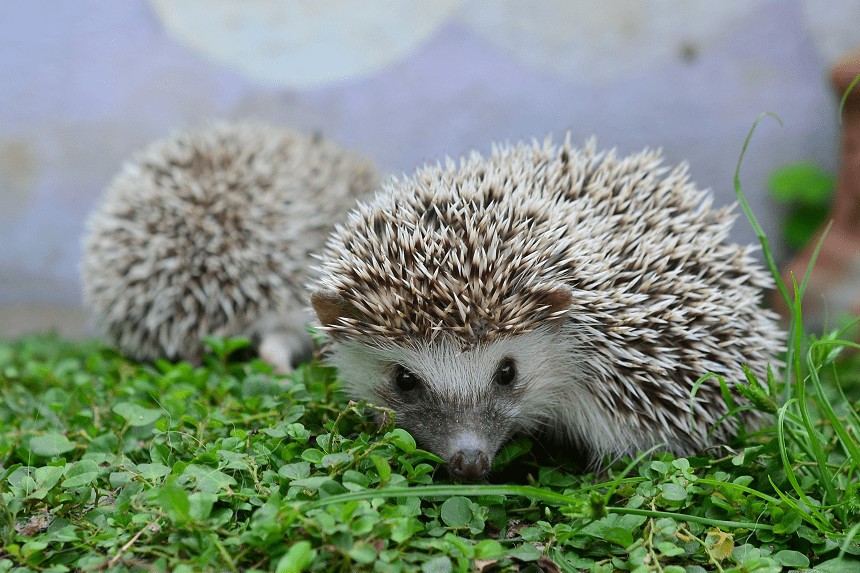 ARICI DE CASA. ANIMALELE DE COMPANIE SPINOASE VĂ VOR TOPI INIMA