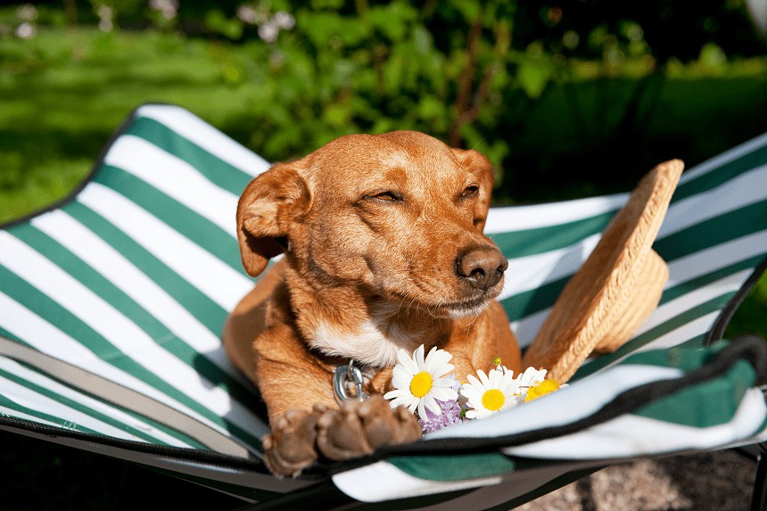 CÂINELE TĂU ÎN VACANȚĂ - 3 IDEI PENTRU O VACANȚĂ ACTIVĂ CU ANIMALUL TĂU DE COMPANIE