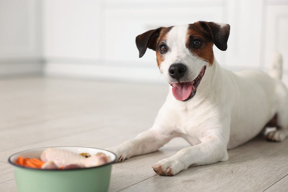 Dieta BARF – cum începi corect și de ce echilibrul este esențial