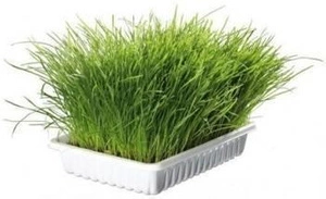 Iarbă pentru pisici Trixie 100 g